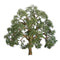 JTT Scenery 200mm Live Oak (92423)